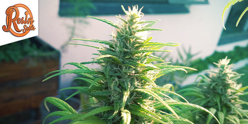 Cannatonic - Resin Seeds Cannatonic - Resin Seeds
