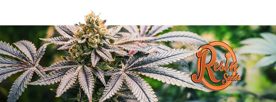 Resin Seeds Resin Seeds - Cannabis Seeds
