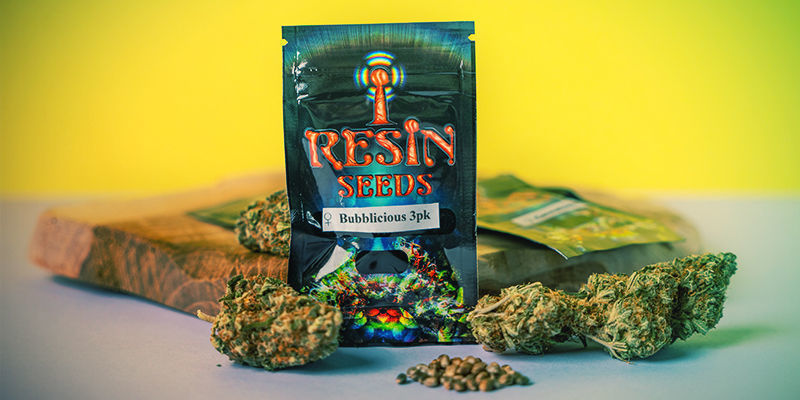 What Makes Resin Seeds Special? What Makes Resin Seeds Special?