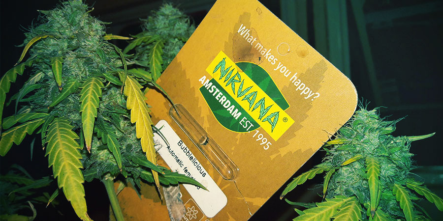 Nirvana Seeds Packaging