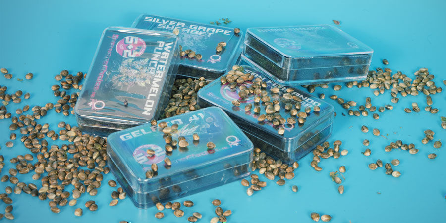 Top 3 Cannabis Strains Growers Choice