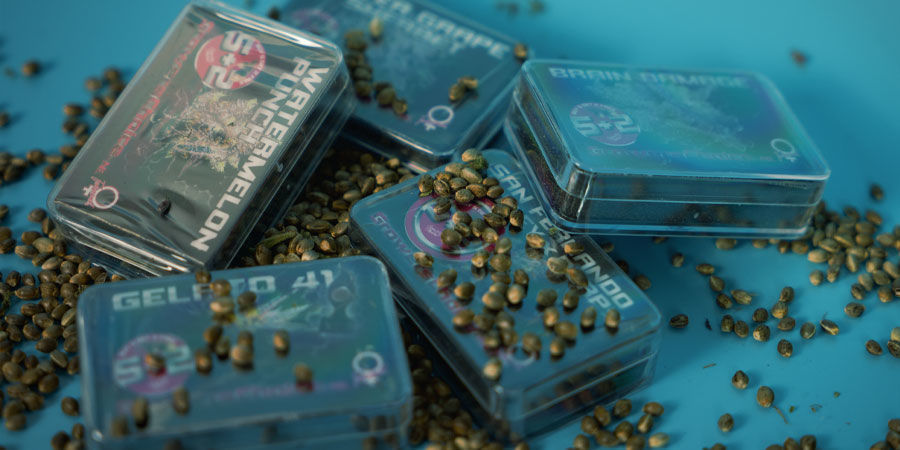 Buy Growers Choice Cannabis Seeds