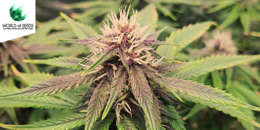 Afghan Kush Ryder Afghan Kush Ryder