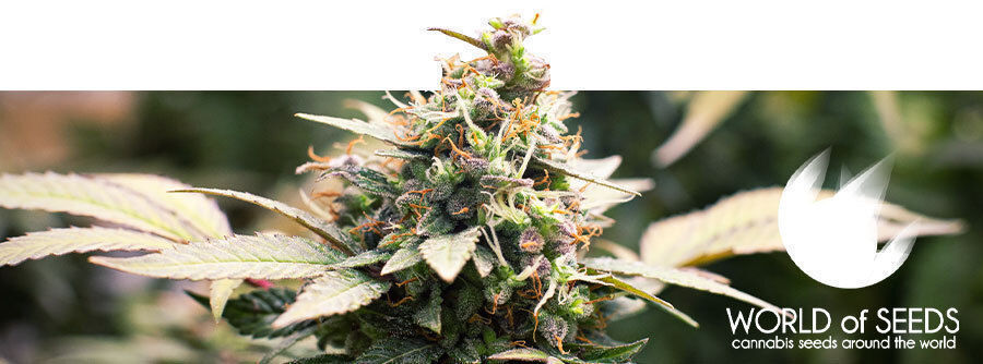 Information About World Of Seeds Information About World Of Seeds