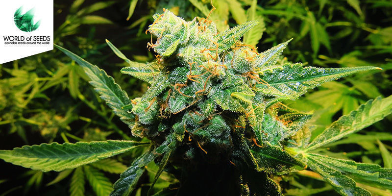 Northern Light x Big Bud Ryder Northern Light x Big Bud Ryder