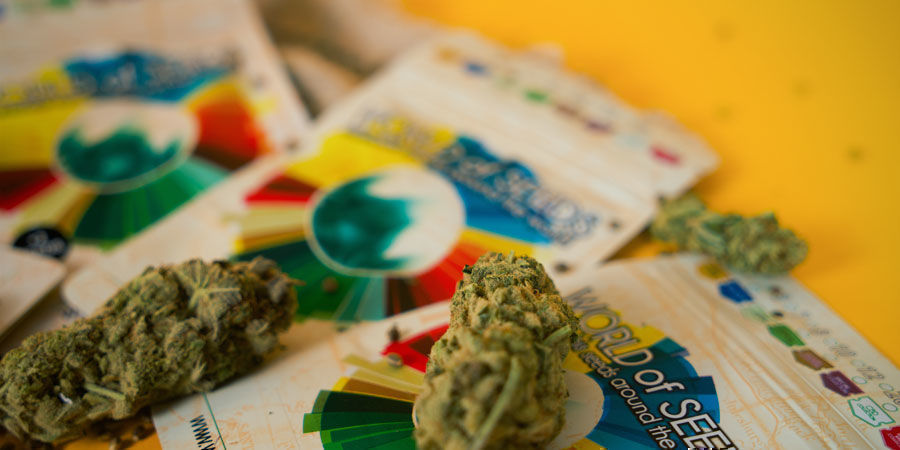 What Are The Best Cannabis Strains By World Of Seeds? What Are The Best Cannabis Strains By World Of Seeds?