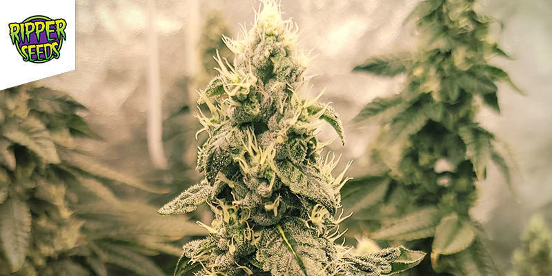 OMG - Ripper Seeds OMG - Ripper Seeds