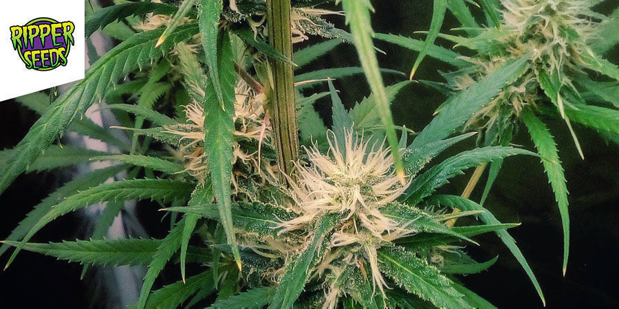 Ripper Haze - Ripper Seeds Ripper Haze - Ripper Seeds