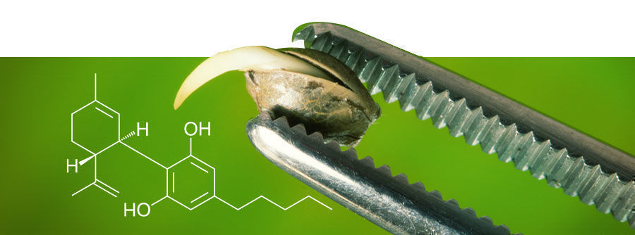 About CBD Seeds