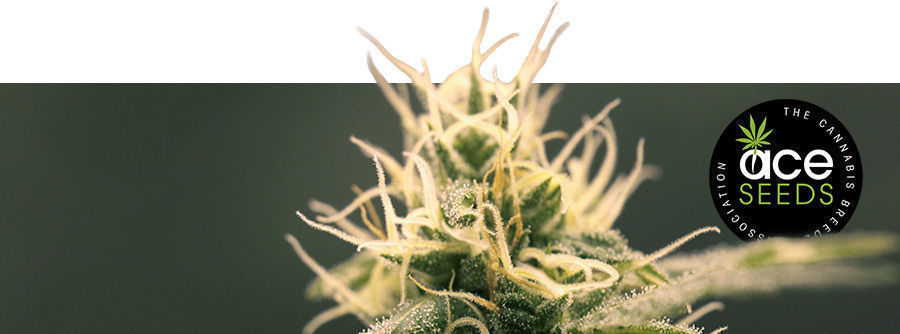 Information About ACE Seeds