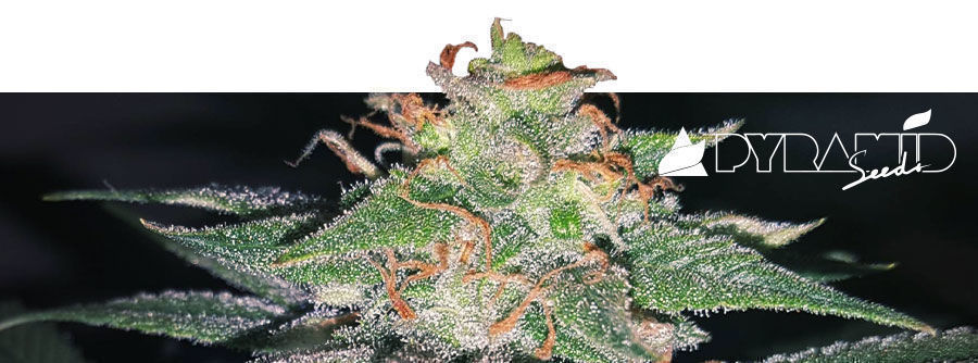 Information About Pyramid Seeds Information About Pyramid Seeds