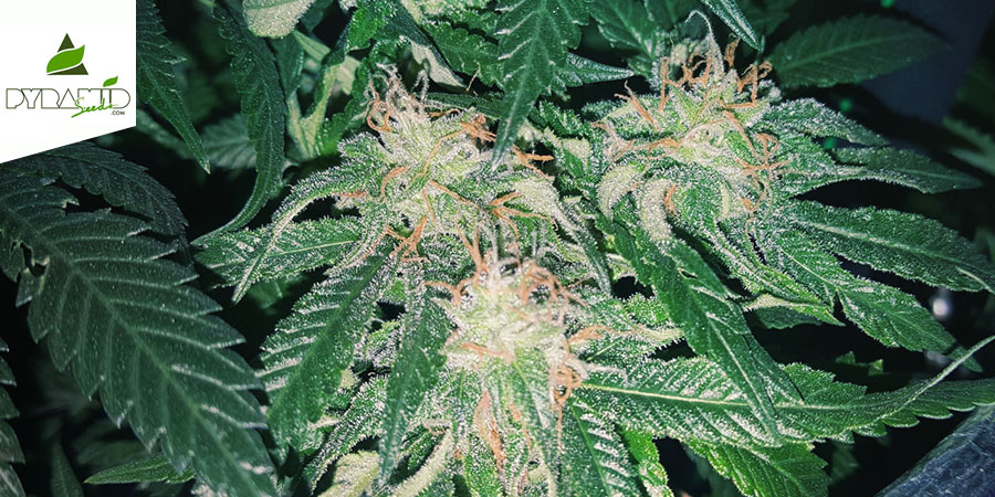 Tutankhamon (Pyramid Seeds) Feminized