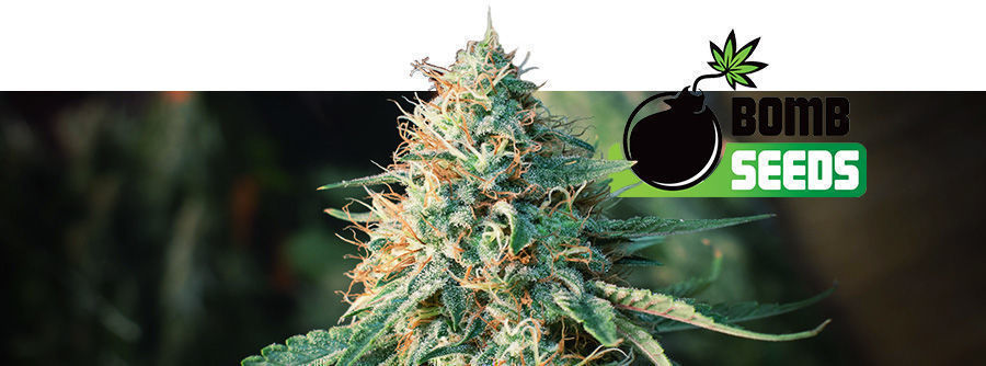 Information About Bomb Seeds