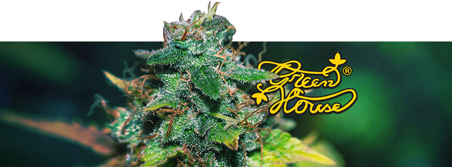 Information Greenhouse Seeds