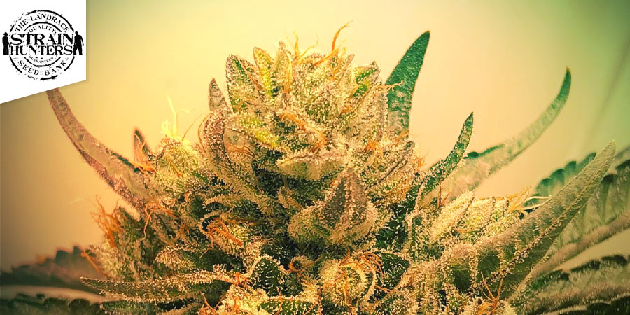 Flowerbomb Kush (Strain Hunters)