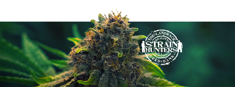 Information about Strain Hunters