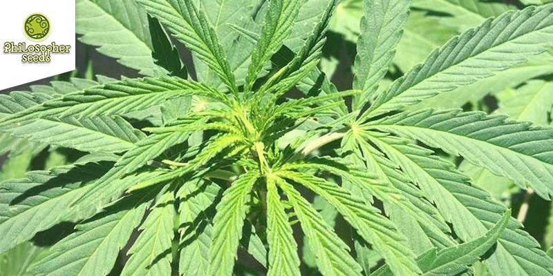 Amnesika 2.0 (Philosopher Seeds) 