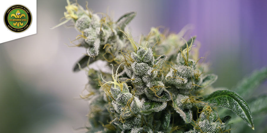 Atlant CBD By VIP Seeds