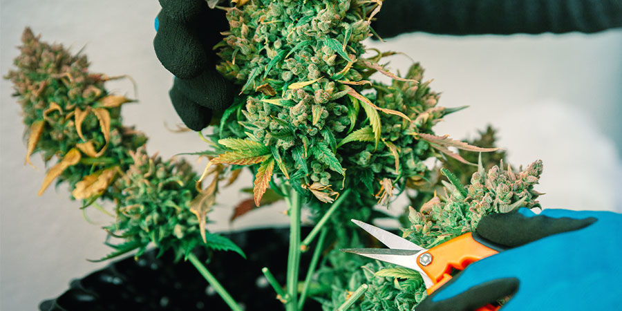 High CBD VS High THC Strains