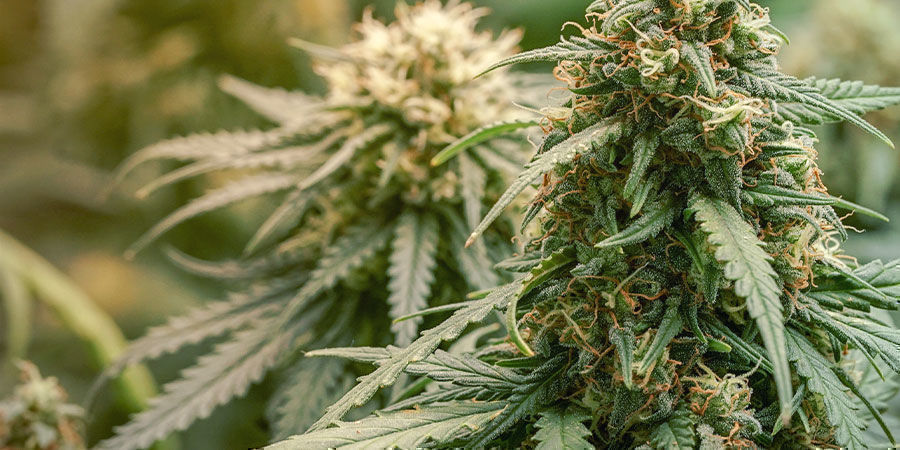 What Is Considered A High CBD Strain?