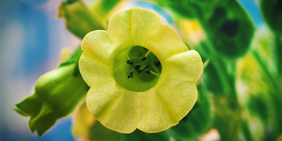 Aztek Tobacco (Mapacho)