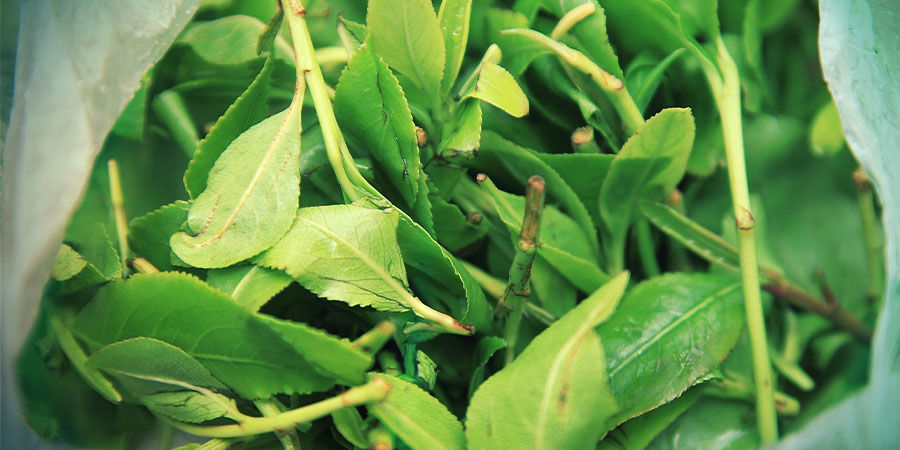 Khat (Catha edulis)