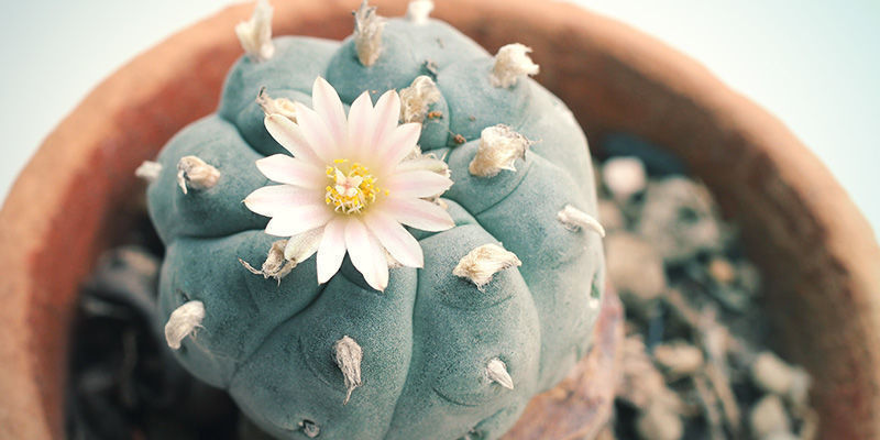 Peyote (Lophophora williamsii)