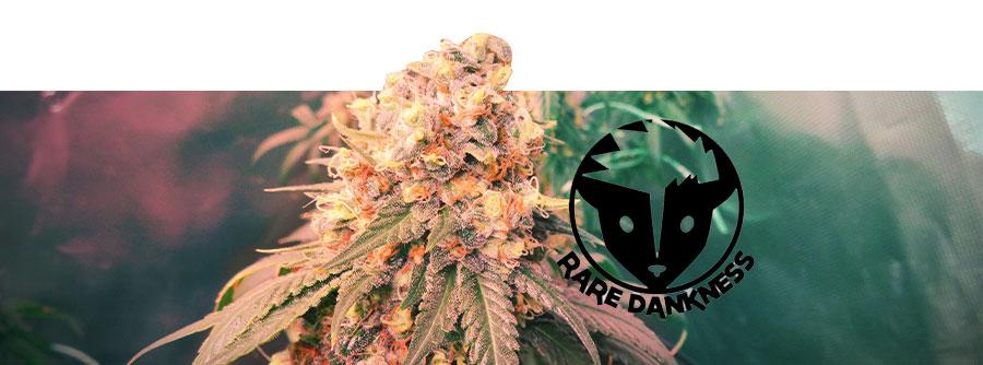 Information about Rare Dankness