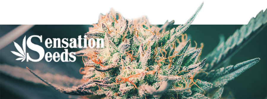 Information About Sensation Seeds