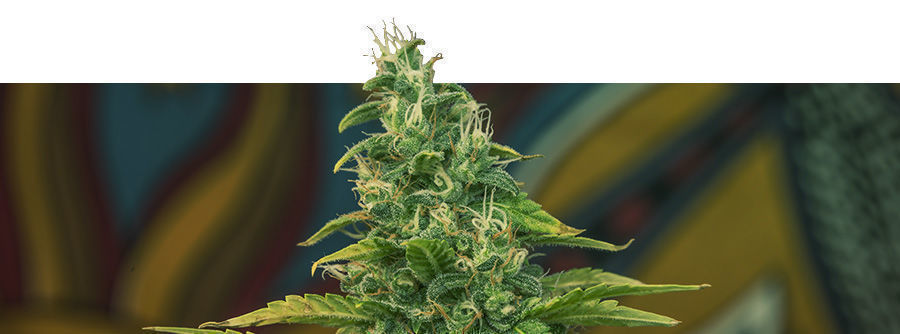 Information About Kalashnikov Seeds