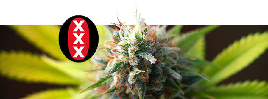  Information About Serious Seeds