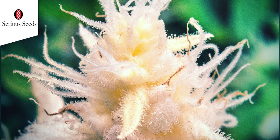 AK-47 (Serious Seeds)