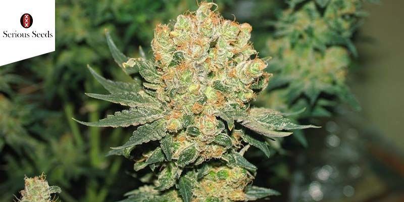 Chronic (Serious Seeds)