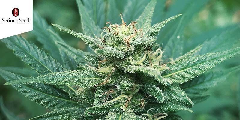 Serious 6 (Serious Seeds) feminized