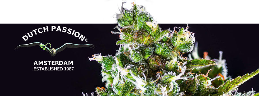 Information about Dutch Passion