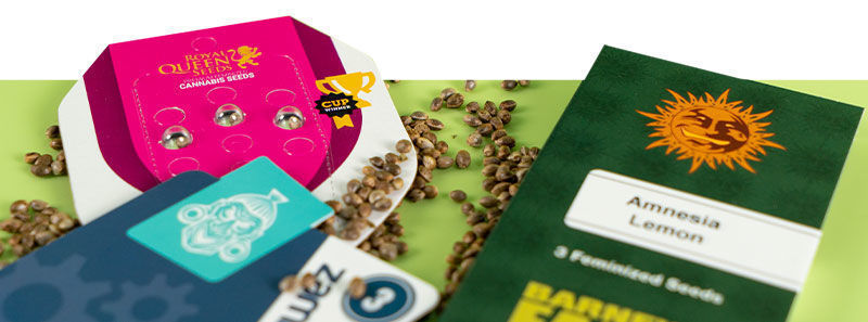 About Amnesia Strains About Amnesia Strains