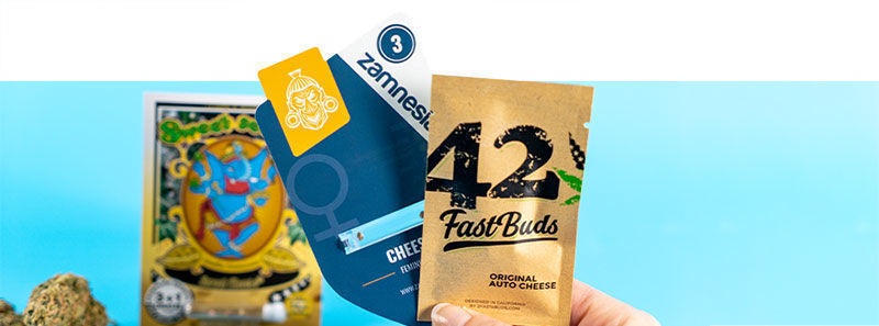 About Cheese Strains About Cheese Strains