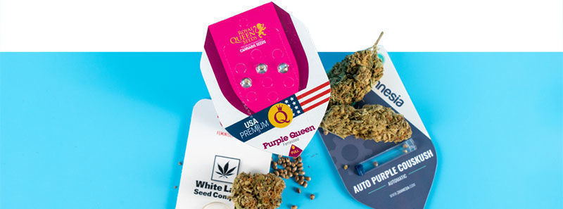 About Purple Strains