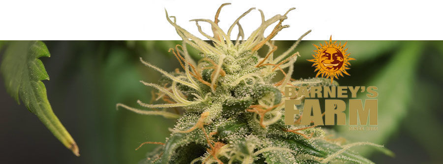 Information Barney's Farm