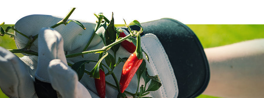 Information About Chilli & Pepper Seeds Information About Chilli & Pepper Seeds