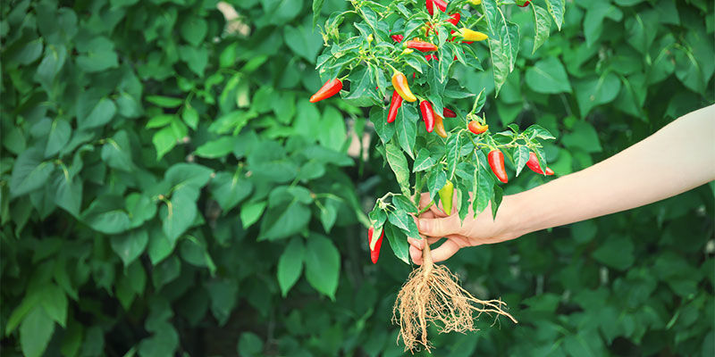 How And When To Transplant Your Pepper Seedlings Growing Chilli Peppers - How And When To Transplant Your Pepper Seedlings