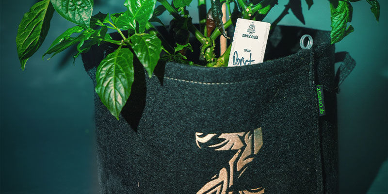 Planning Your Grow Growing Chilli Peppers - Planning Your Grow