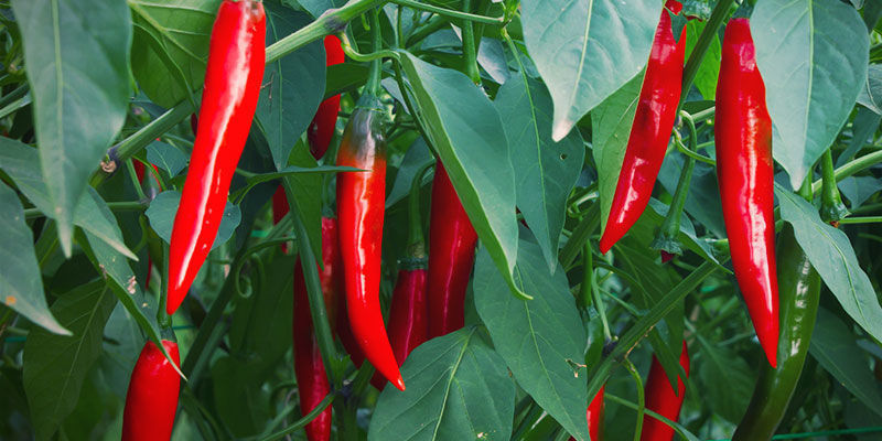 When To Harvest Chillies? Growing Chilli Peppers - When To Harvest Chillies?