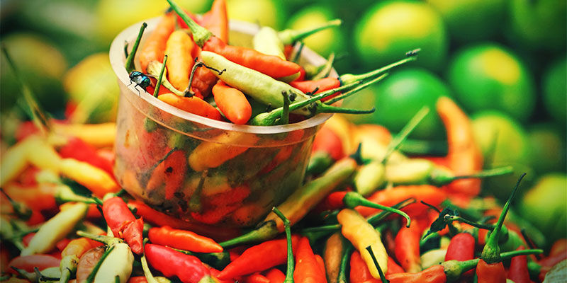 Why Grow Your Own Chilli Peppers? Why Grow Your Own Chilli Peppers?