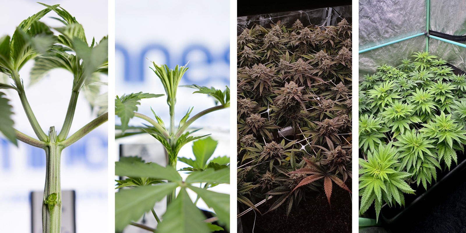 Alternatives to LST for autoflowers