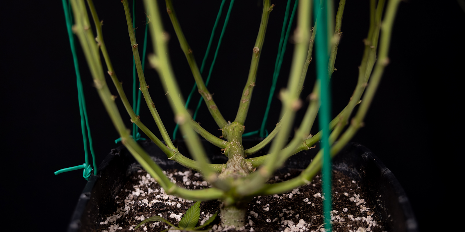 LST: The secret to happy, healthy autoflowers?