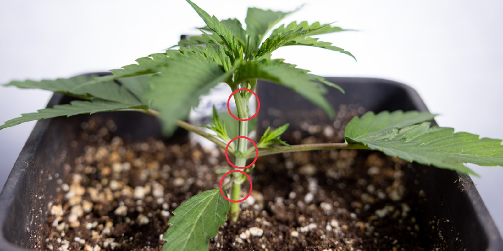 When to start LST on autoflowers?