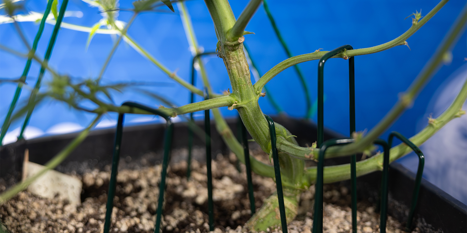 Is LST suitable for autoflowers?