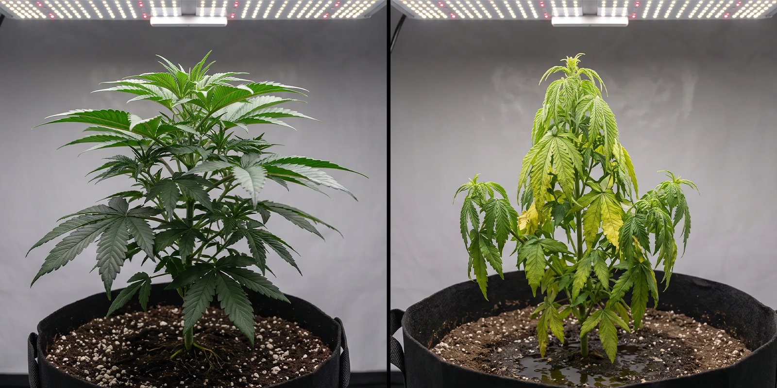 Common transplanting mistakes to avoid