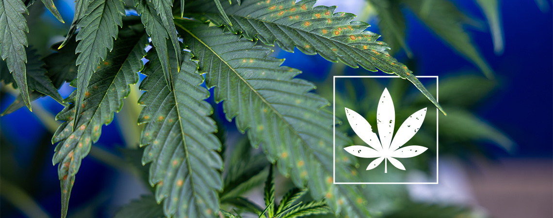 Brown spots on cannabis leaves: Identification guide Brown spots on cannabis leaves: Identification guide